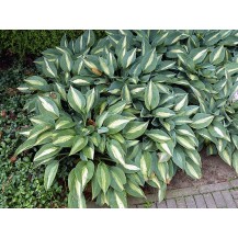 Hosta
