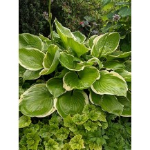 Hosta