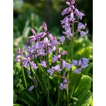 Spānijas pahiacinte