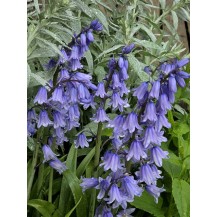 Spānijas pahiacinte