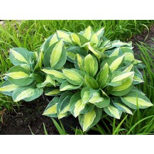 Hosta