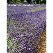 Lavanda
