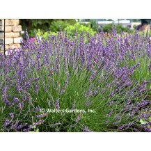 Lavanda