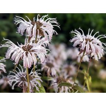 Monarda