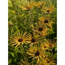 Rudbekija