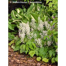 Sirdslapu tiarella