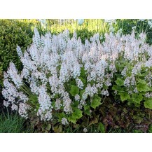 Tiarella