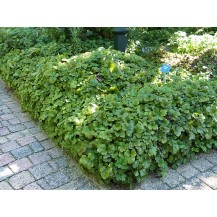 Trīskāršā valdšteinija