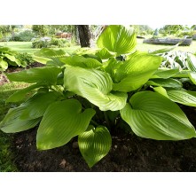 Ceļmallapu hosta