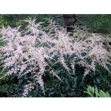 Vienkāršlapu astilbe