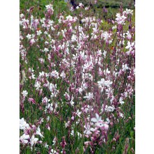 Lindheimera gaura