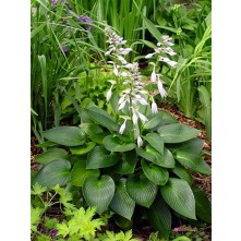 Hosta