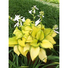 Hosta