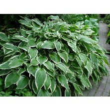 Viļnainā hosta