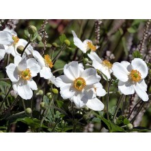 Japānas anemone