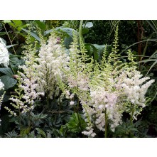 Ķīnas astilbe