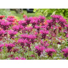 Monarda