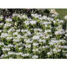 Monarda