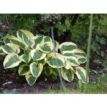 Hosta