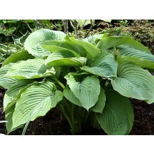 Hosta