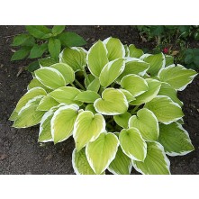 Hosta