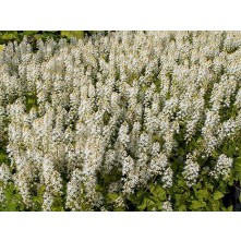 Sirdslapu tiarella