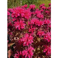 Monarda