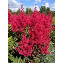 Japānas astilbe