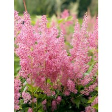 Japānas astilbe