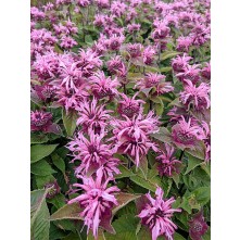 Monarda
