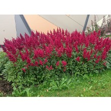 Ārendsa astilbe