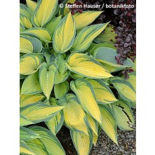 Hosta