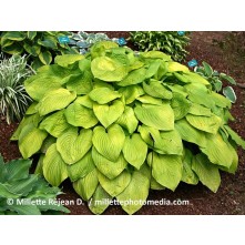 Hosta