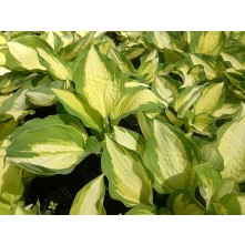 Hosta