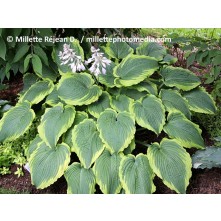 Hosta