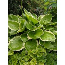 Hosta