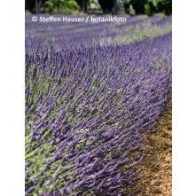 Lavanda