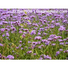 Dienvidamerikas verbena
