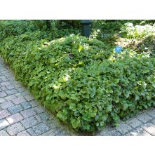 Trīskāršā valdšteinija