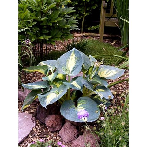 Hosta