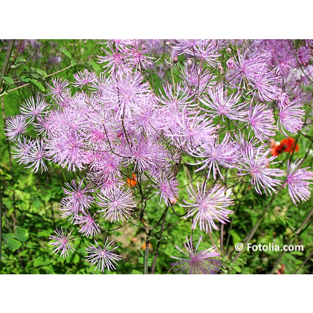 Meadow rue