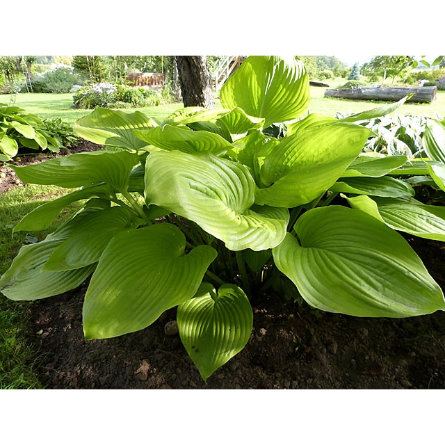 Hosta