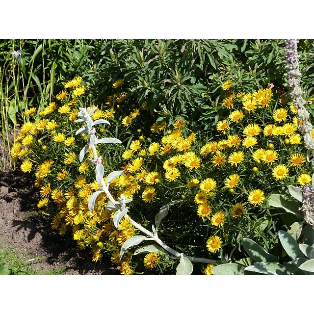 Swordleaf inula