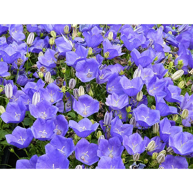 Carpathian bellflower