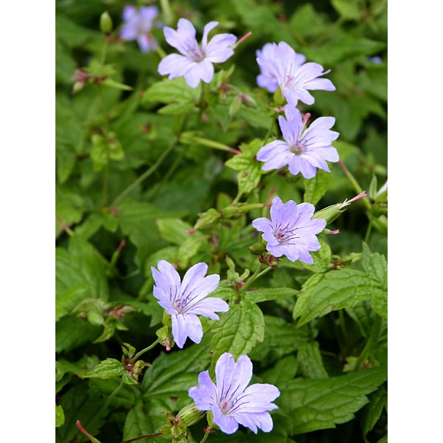 Cranesbill
