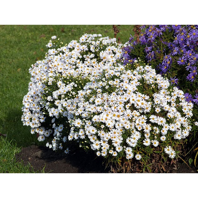 Michaelmas daisy