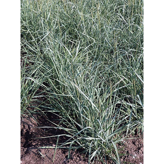 Switch grass