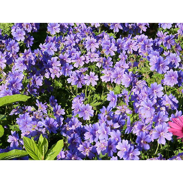 Cranesbill