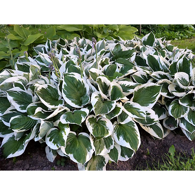 Hosta