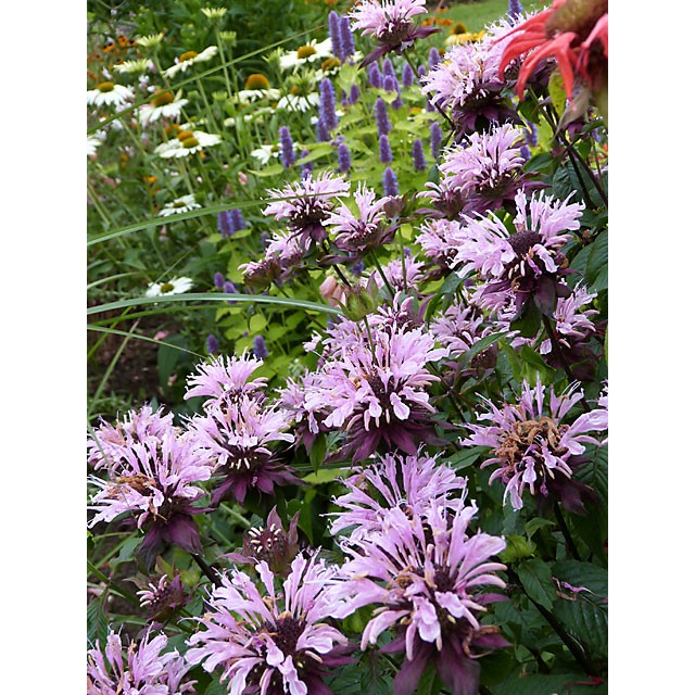 Bee balm, bergamot